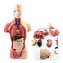 Christmas Sale Human Organ Anatomy Assembly Model