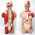 Christmas Sale Human Organ Anatomy Assembly Model